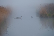 Morgens um sechs in Holland