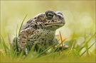 ~ Bufo calamita ~