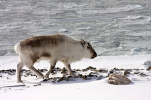 Spitzbergen-Rentier (Rangifer tarandus platyrhynchus)