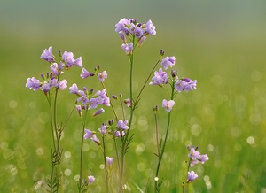 Wiesenschaumkraut im Morgenlicht