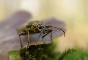 Rhagium mordax im Wald