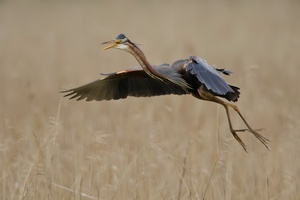 landender Purpurreiher (Ardea purpurea) II