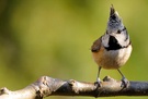 Haubenmeise (Parus Cristatus)