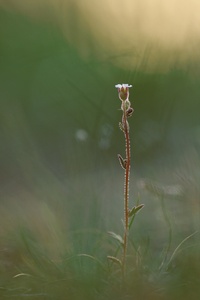 zarte Saxifraga