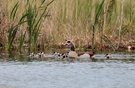 Nilgänse