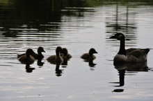 Gänsefamilie im Gegenlicht