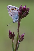 Hauhechel-Bläuling (Polyommatus icarus)