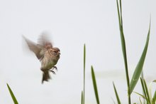 Spatz im Flug #1