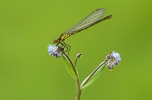 Adonis Libelle