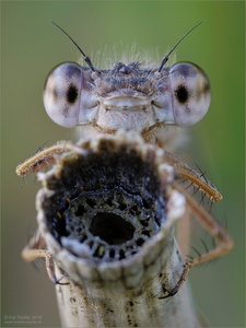 Gemeine Winterlibelle (Sympecma fusca)