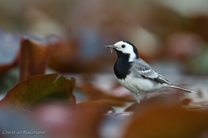 Bachstelze (Motacilla alba) im Seerosenblattmeer