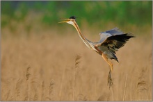 Einflug ins Schilf... Purpurreiher *Ardea pupurea*