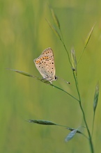 Brauner Feuerfalter