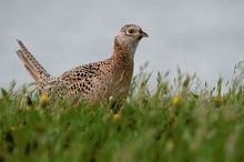 Fasanenhenne (Phasianus colchicus)