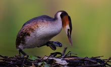 Plattfuß  ( Podiceps cristatus )