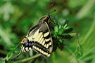 Edelfalter