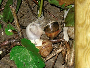 zärtliche Weinbergschnecken