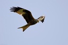 Rotmilan (Milvus milvus)