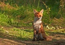 Red Fox in the sun