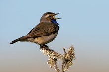 Blaukehlchen (Luscinia svecica)