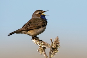 Blaukehlchen (Luscinia svecica)