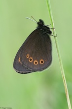 Erebia medusa