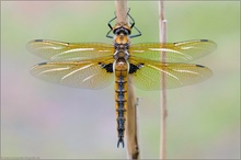 Zweifleck (Epitheca bimaculata)