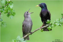 HUNGERRRR Star ( Sturnus vulgaris) European Starling