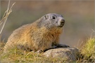 Alpenmurmeltier ( Marmota marmota )