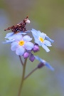 Dackel auf Blüte
