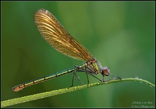 Gebänderte Prachtlibelle