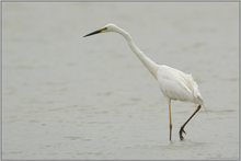 auf der Jagd... Silberreiher *Casmerodius albus*