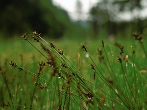 Carex davalliana