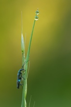 ~ Wenn die Tropfen fallen ...~