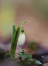 Galanthus