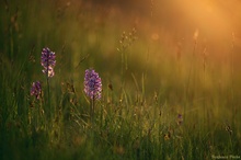 Orchis militaris