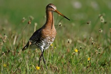 Uferschnepfe (Limosa limosa)