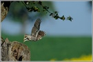 Steinkauz, (Athene noctua) Wildlife