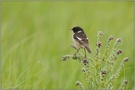 erfolgreich... Schwarzkehlchen *Saxicola torquata*