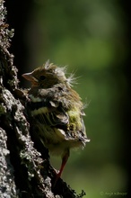 ...Nestflüchter...