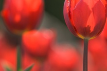 Tulpen