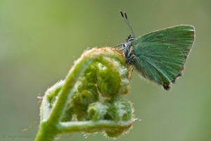 ...Callophrys rubi...