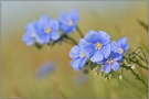 blauviolett... Leingewächs *Linaceae*