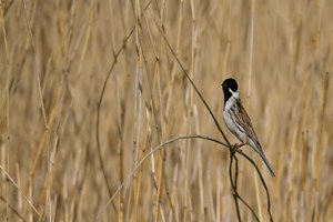 Männchen der Rohrammer (Emberiza schoeniclus)