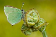 ...Callophrys rubi... #2