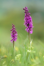 Orchis mascula