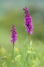 Orchis mascula