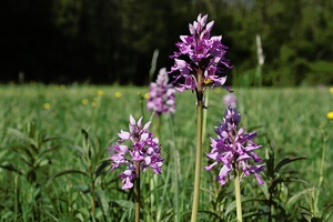 Gruppe des Helm-Knabenkrautes (Orchis militaris) in einer Pfeifengraswiese