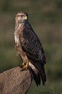 Bussard