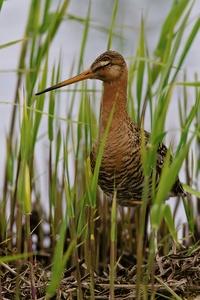 Uferschnepfe (Limosa limosa) beim Nachmittagsschlaf